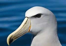 Albatross