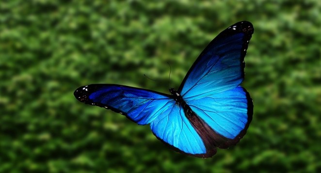 Elusive Butterfly - blue morpho
