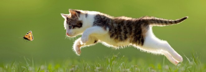 Elusive Butterfly - kitten's pounce