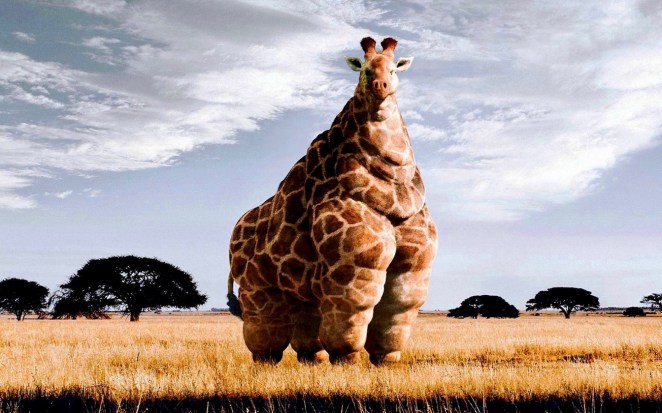 fat giraffe