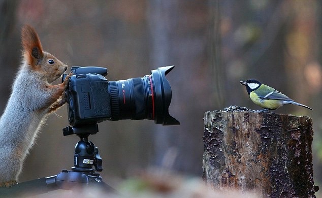 sqirrel with camera