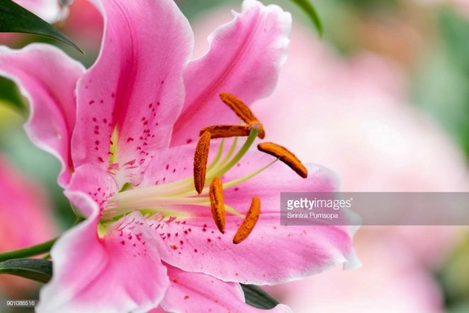pink lily