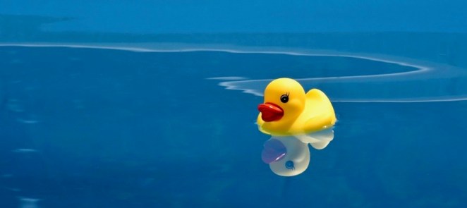 duck afloat
