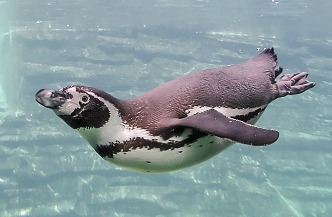 Humboldt penguin