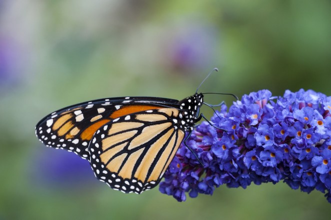 buddleia fly